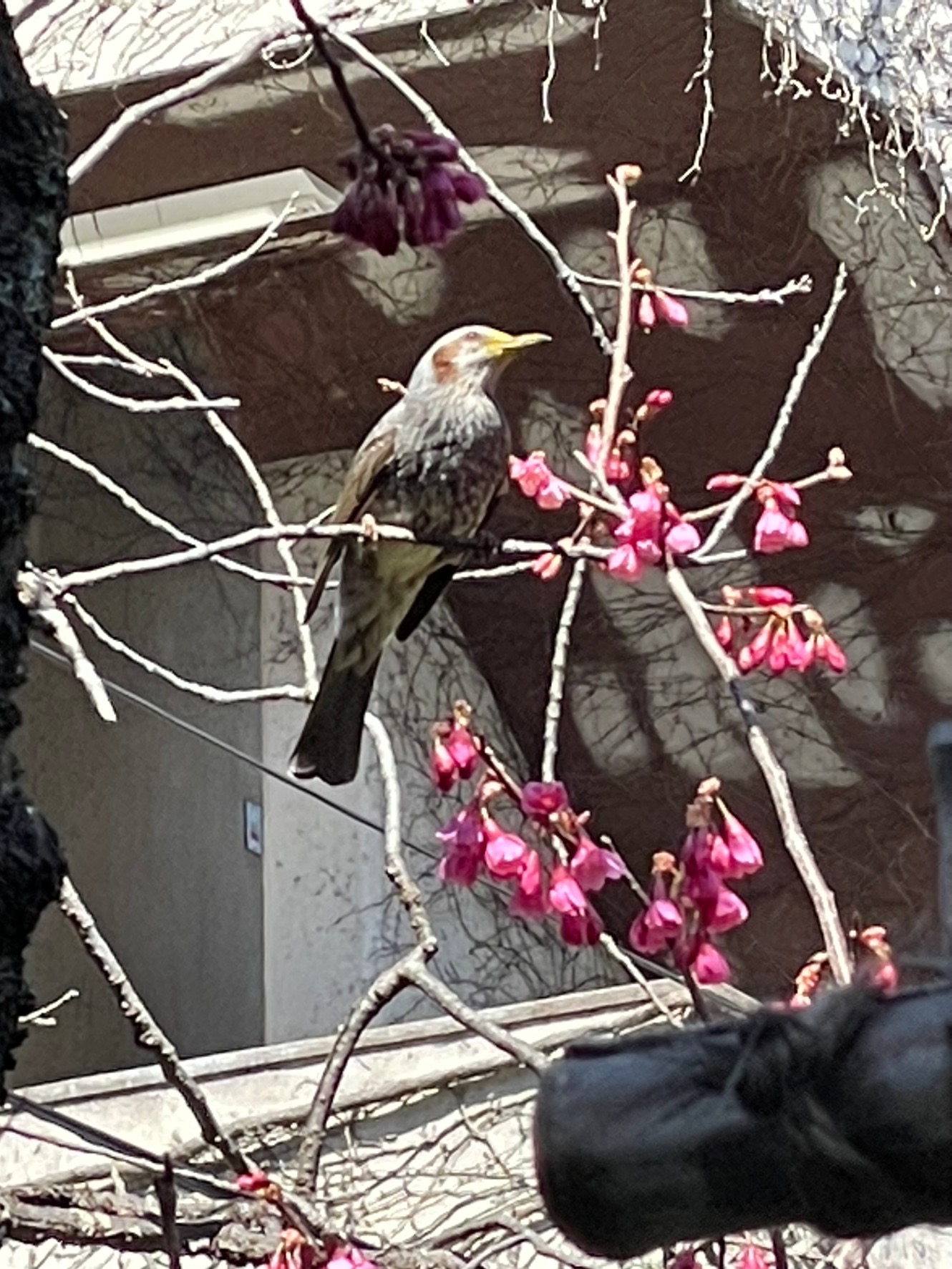 鎌倉からヒヨドリ