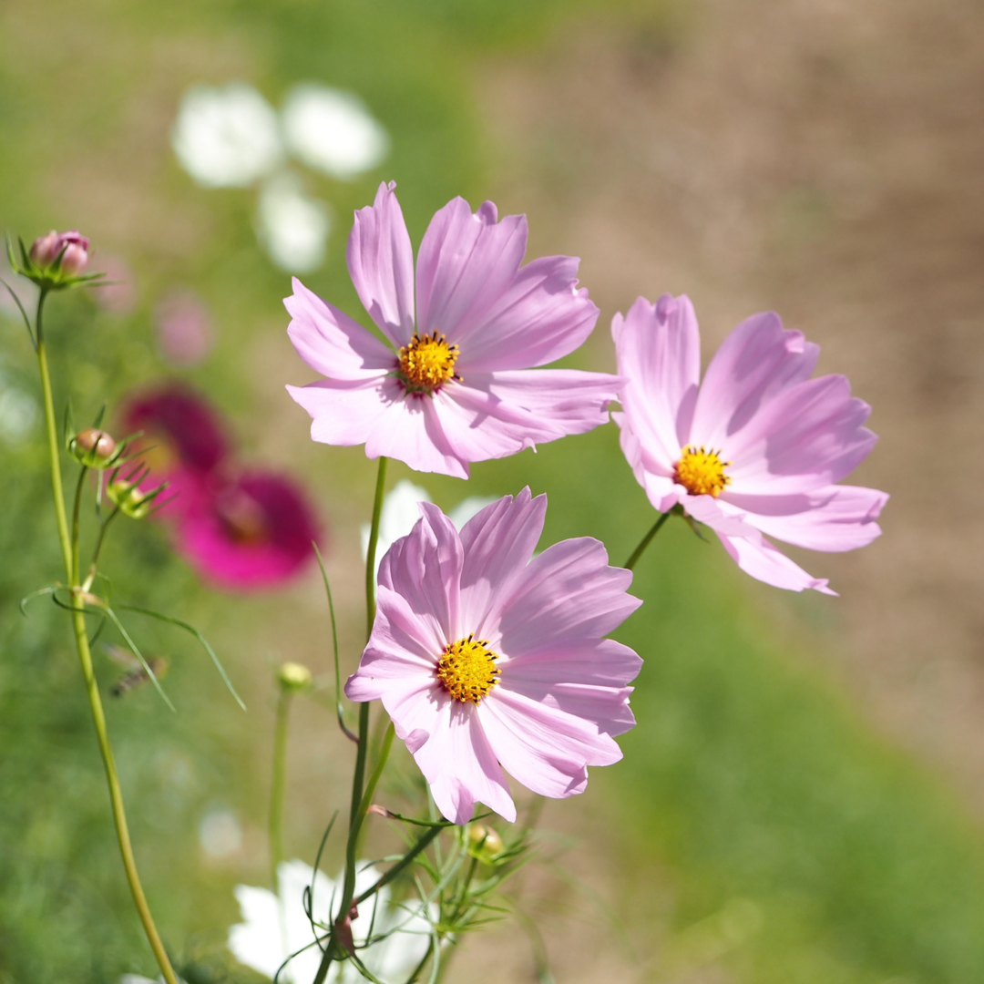 秋桜(コスモス) 軽井沢