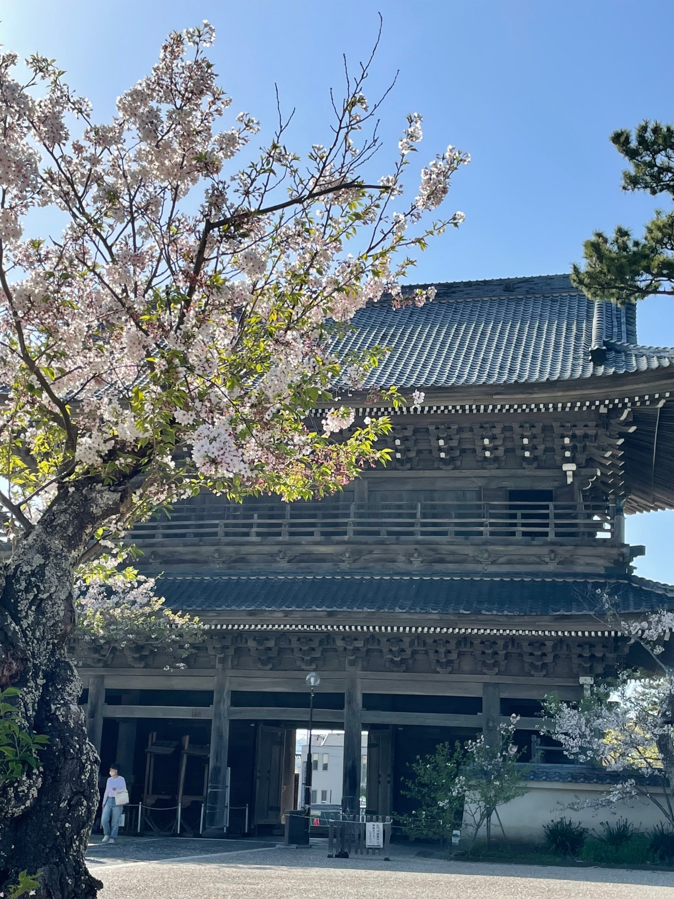 鎌倉　光明寺