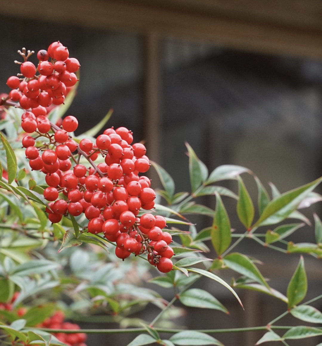 大みそかまえ　カマクラ