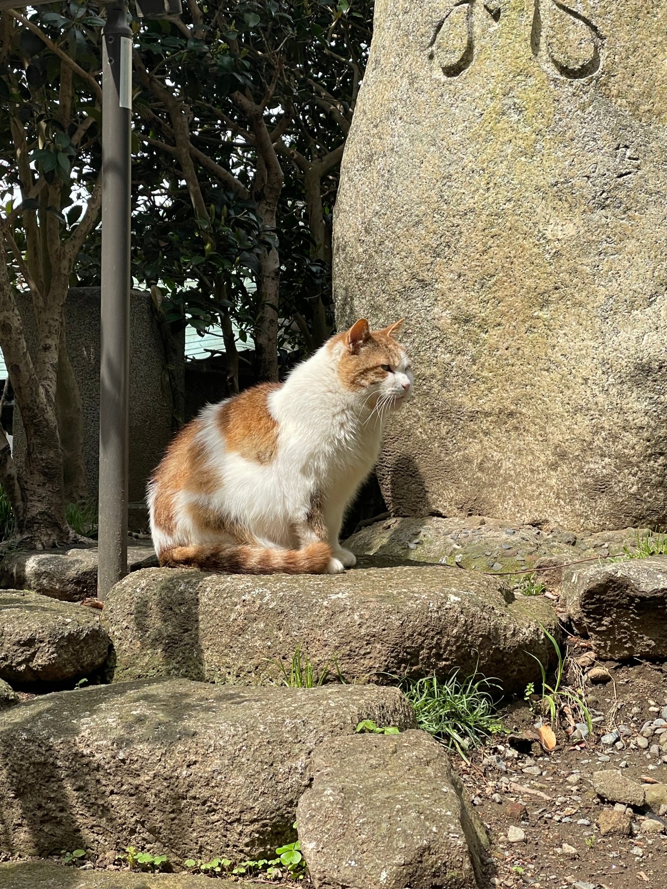 江の島にやんこ