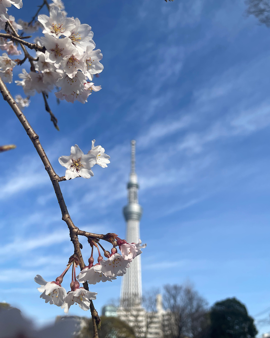 浅草　春のうらら　