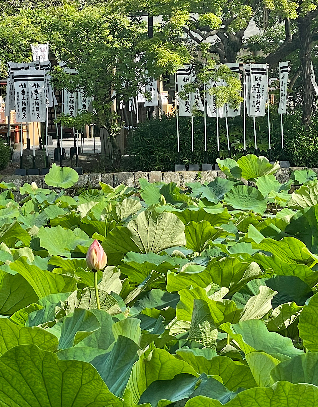 鎌倉は一気に夏へ