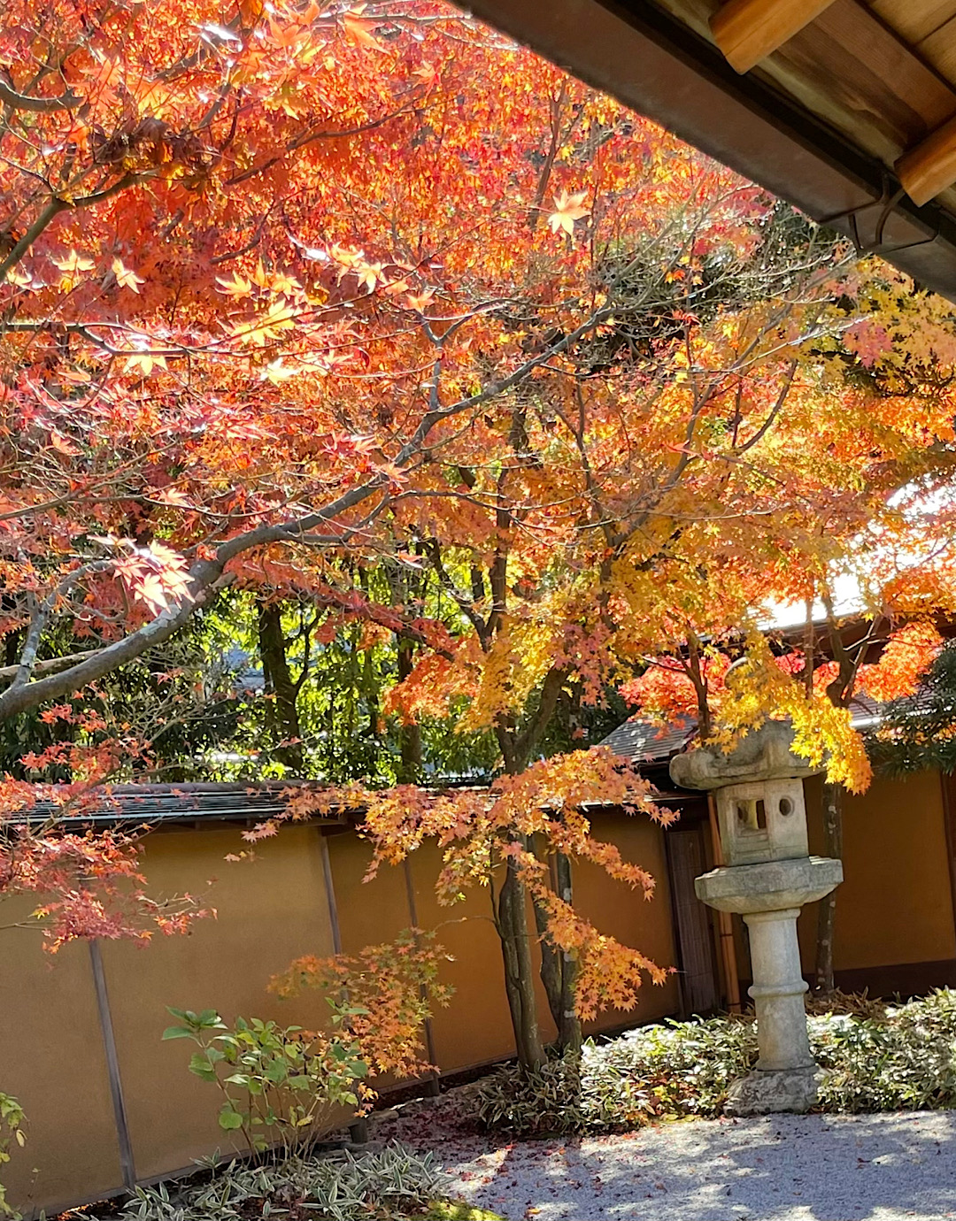 鎌倉　一条恵観山荘庭園へ