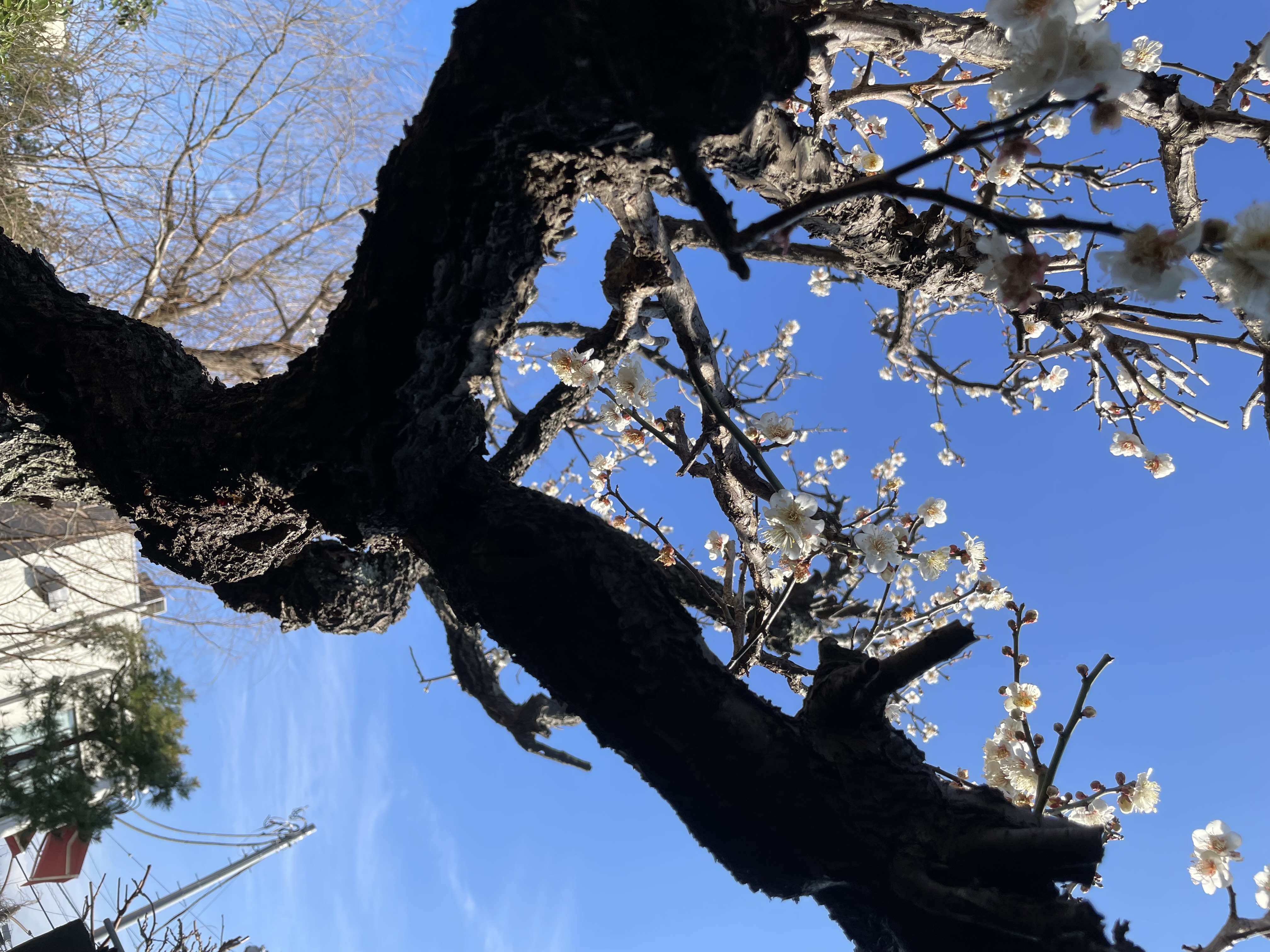 御成町から梅花見