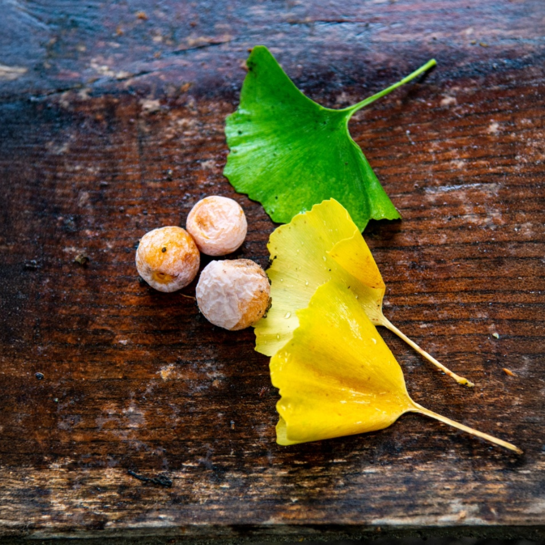 鎌倉　ハレの日