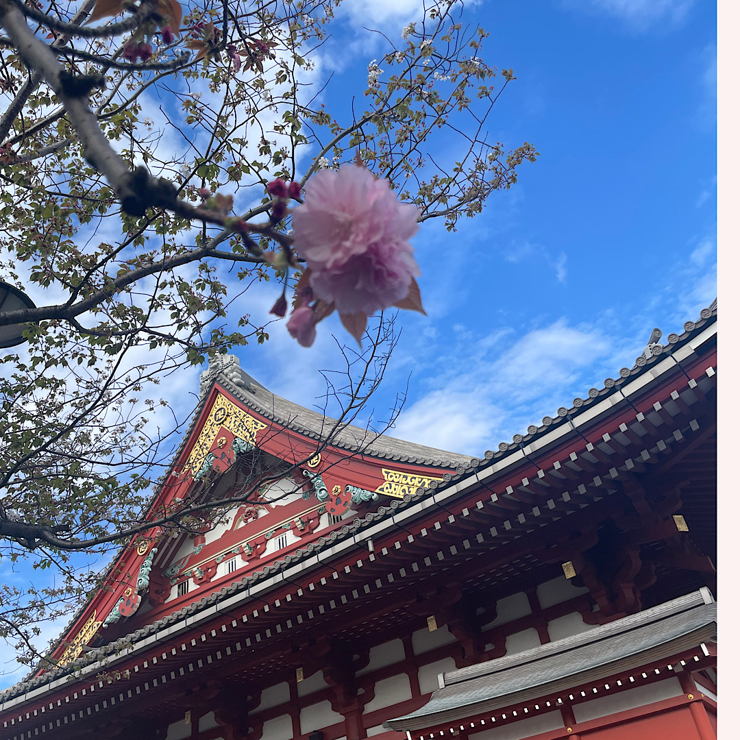 浅草　お花見日和