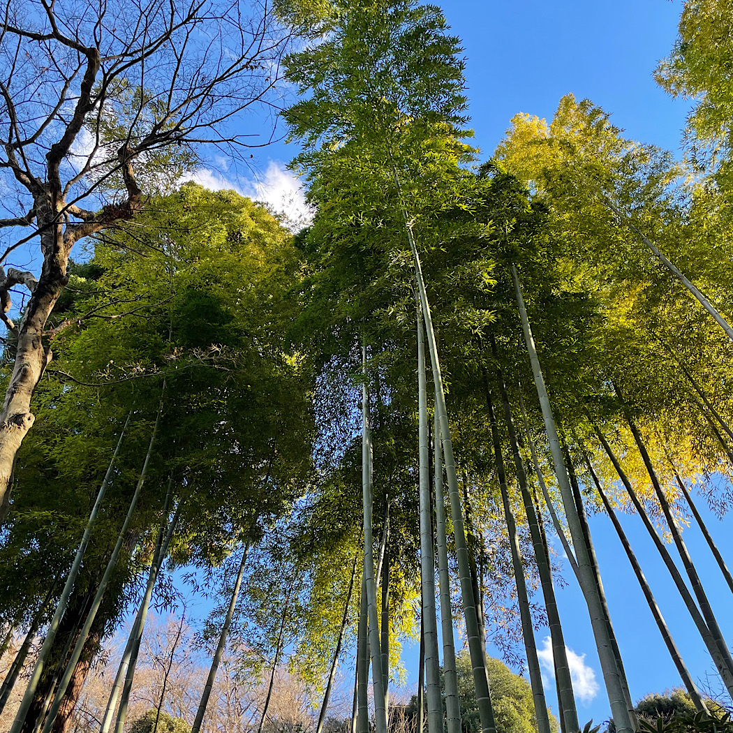 鎌倉の竹林