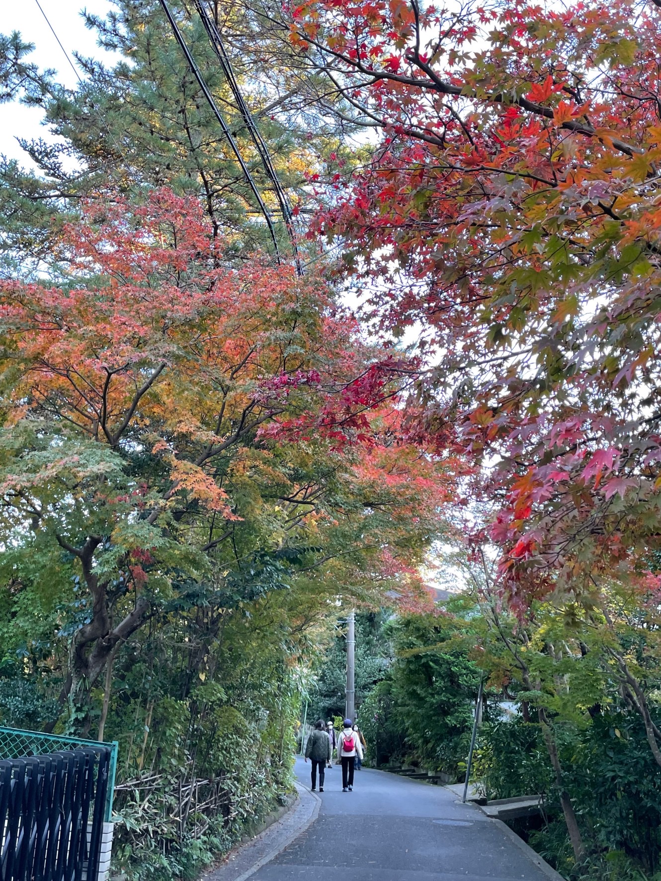 紅葉だより②海蔵寺