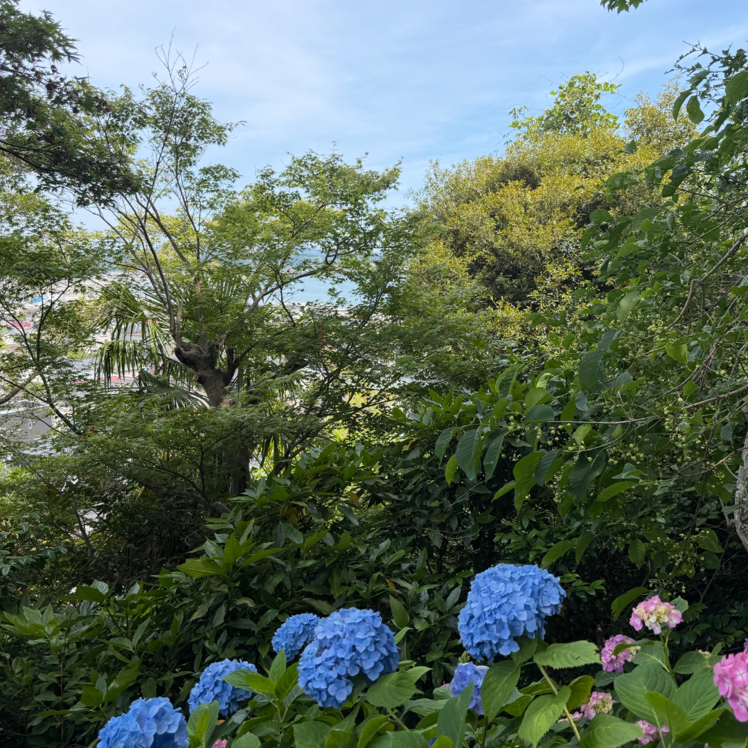 6月をむかえた鎌倉