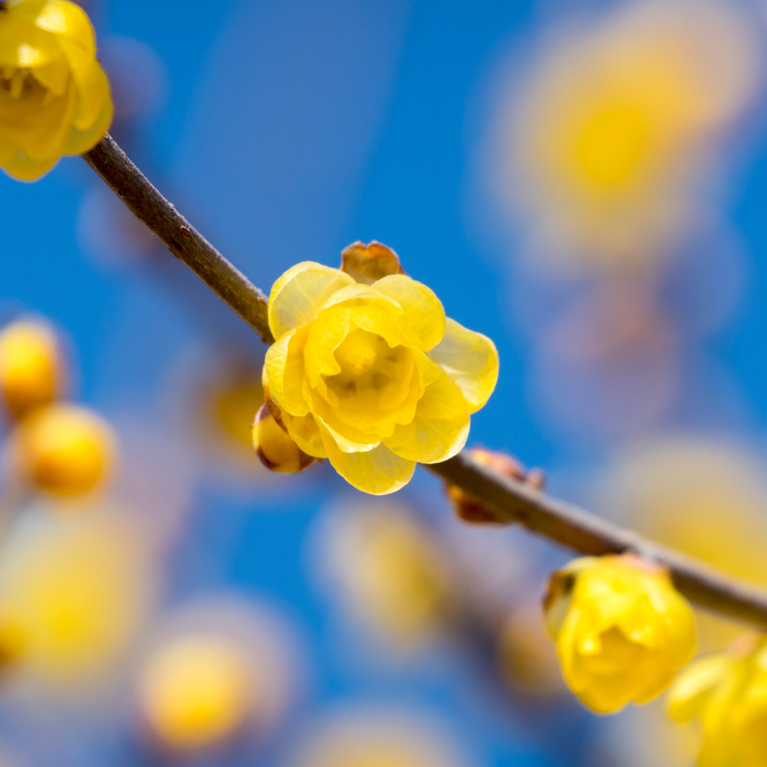 蝋梅(ロウバイ)香る鎌倉