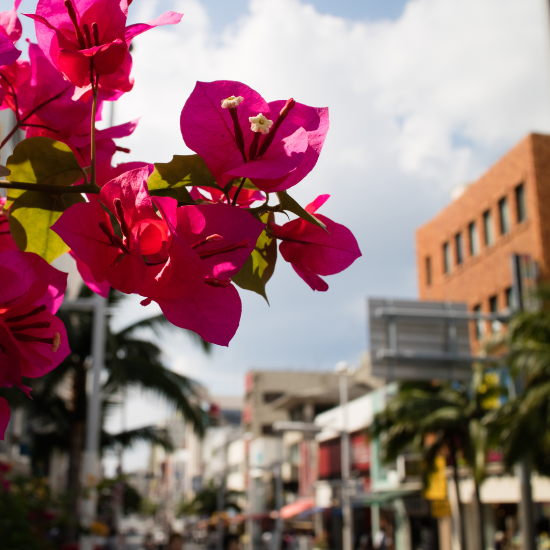 初夏を迎える沖縄