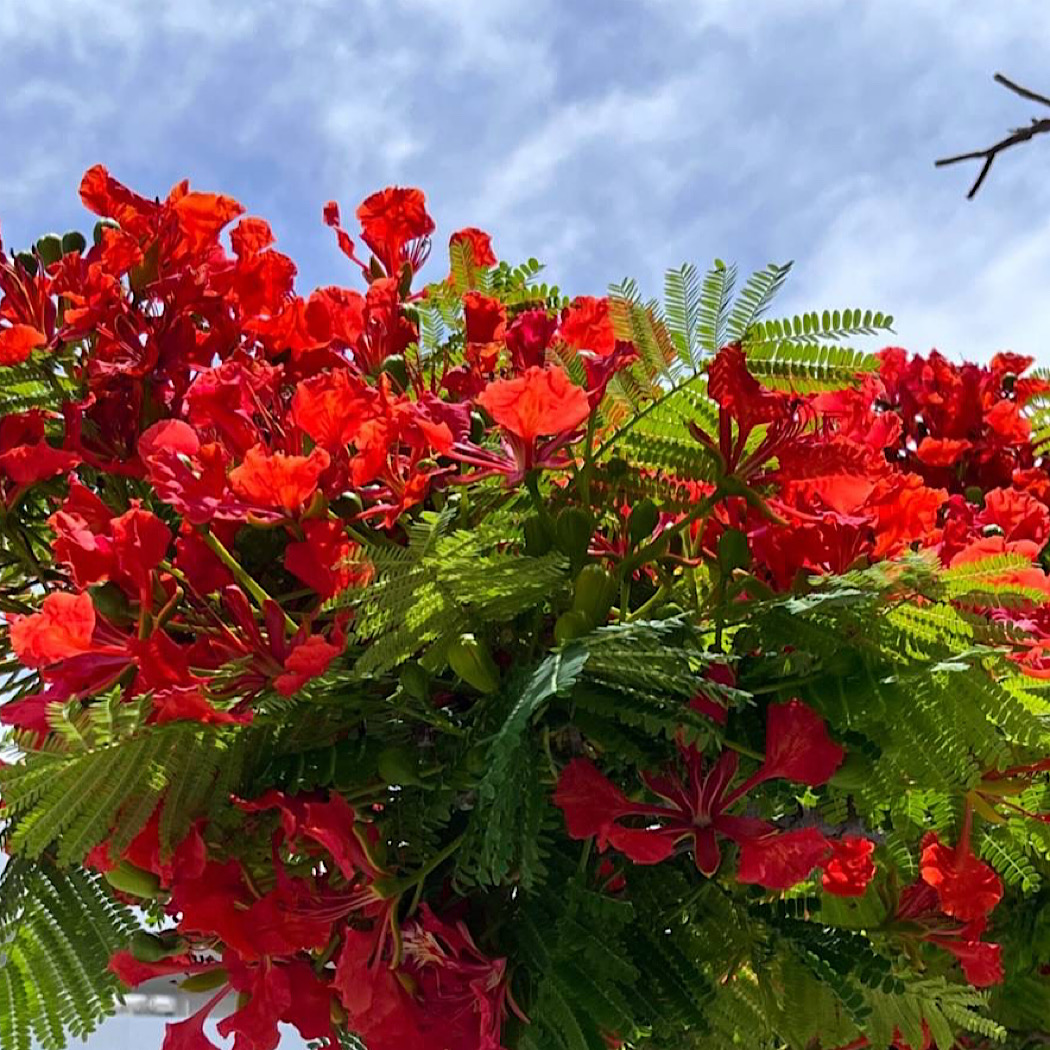 沖縄の花