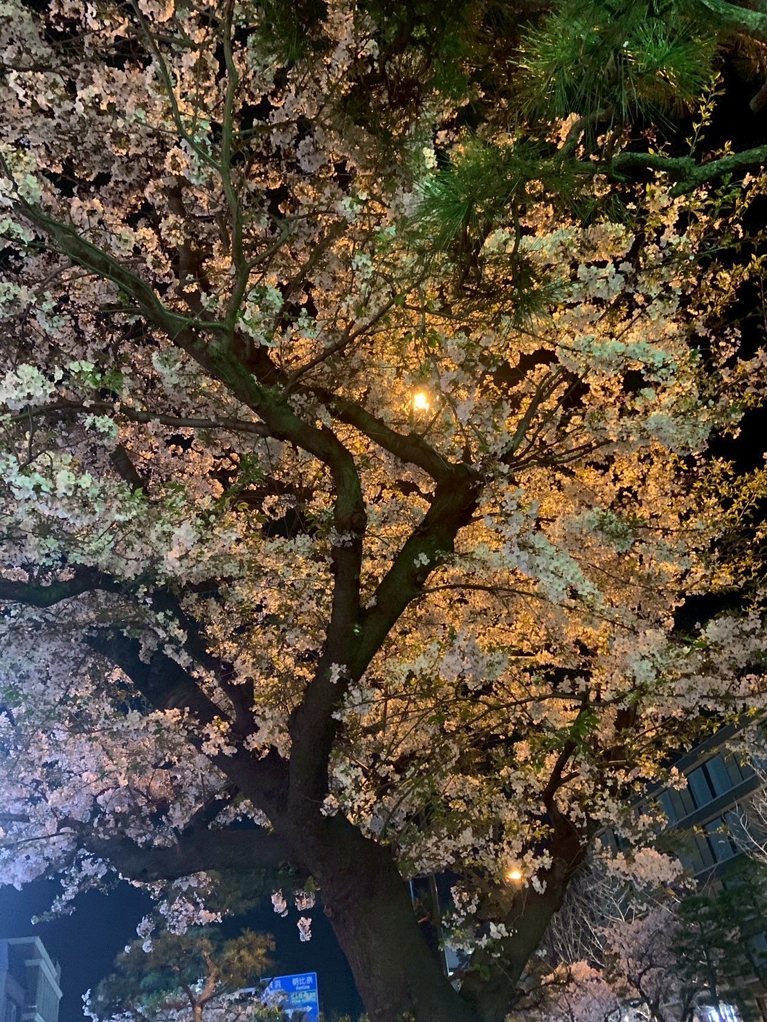 カマクラ　花冷え