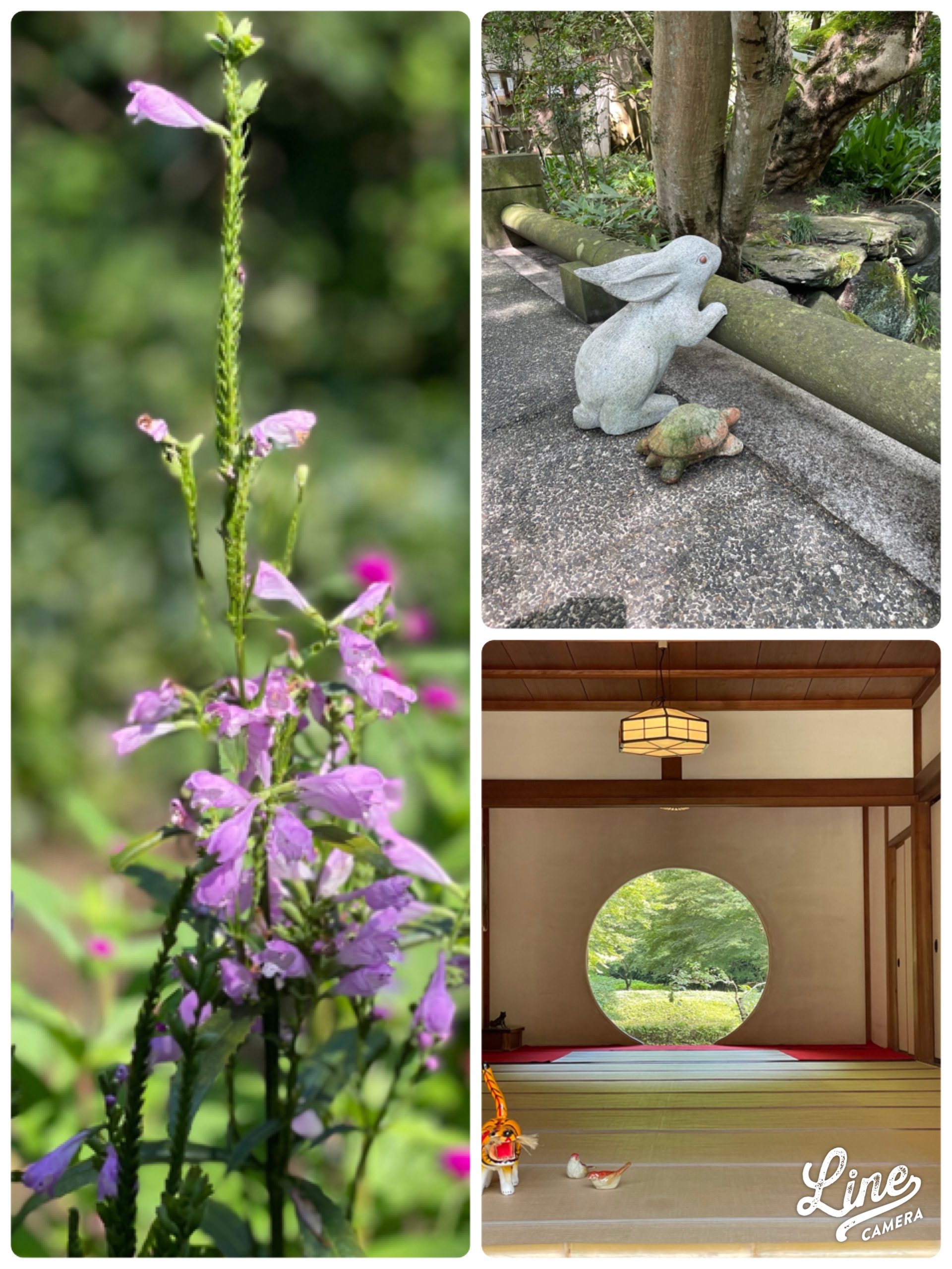 鎌倉花だより③