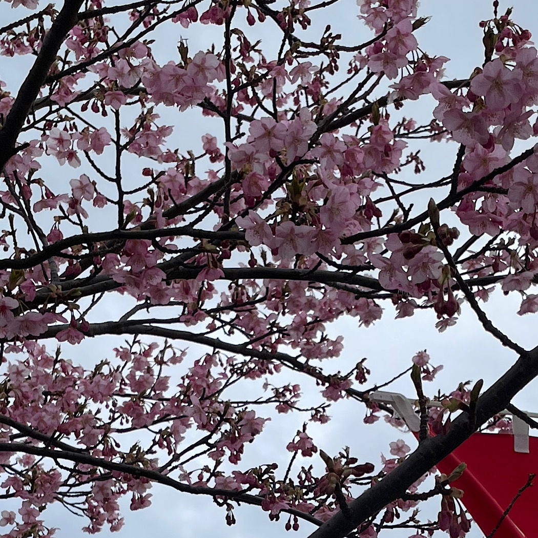 3月弥生　鎌倉