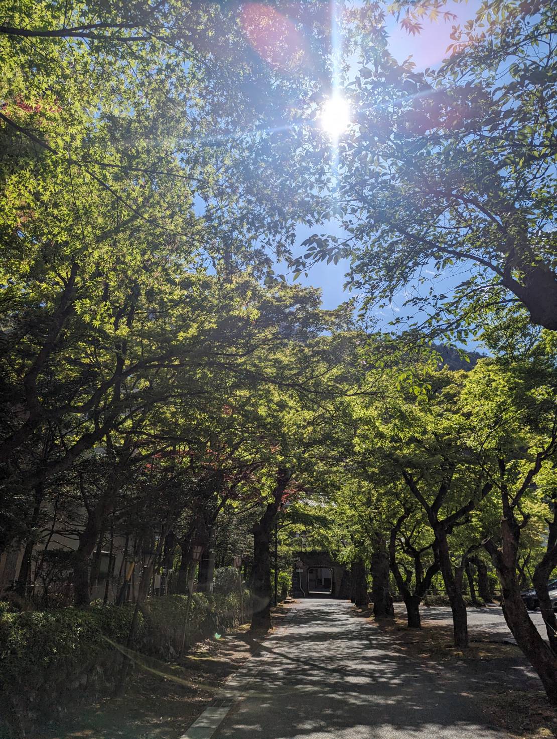 新緑がキレイです