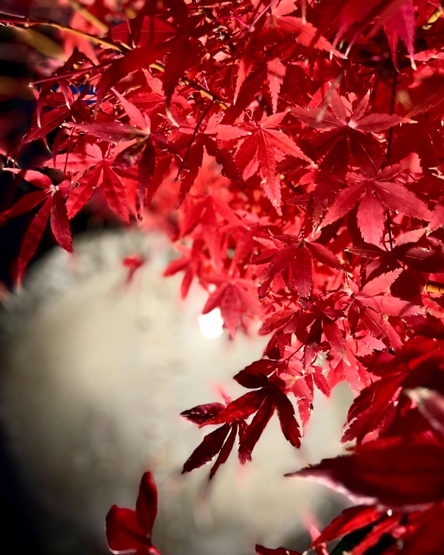 紅葉