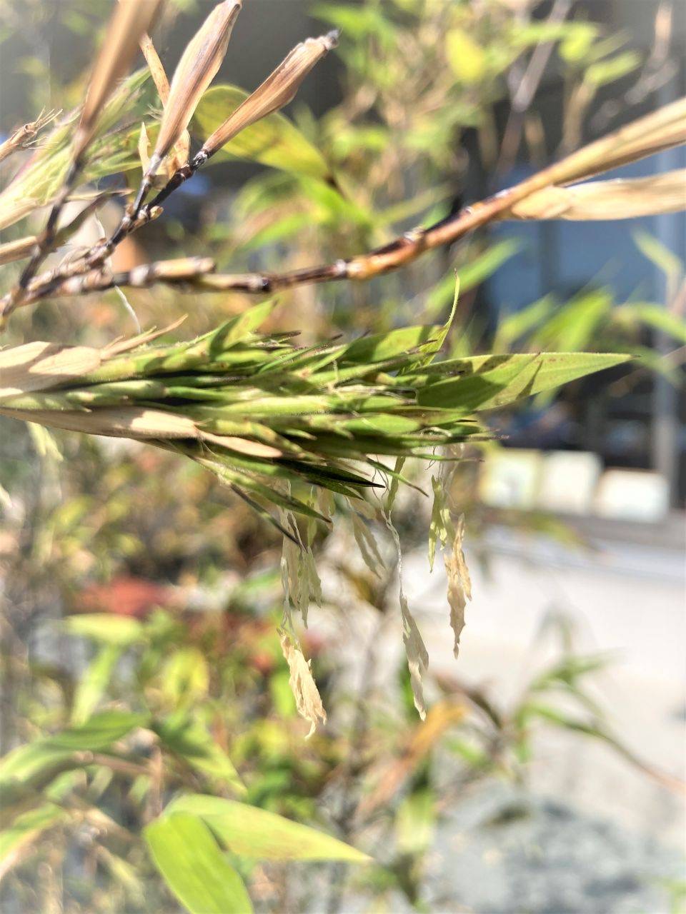 竹の花　開花は１００年に一度（？）