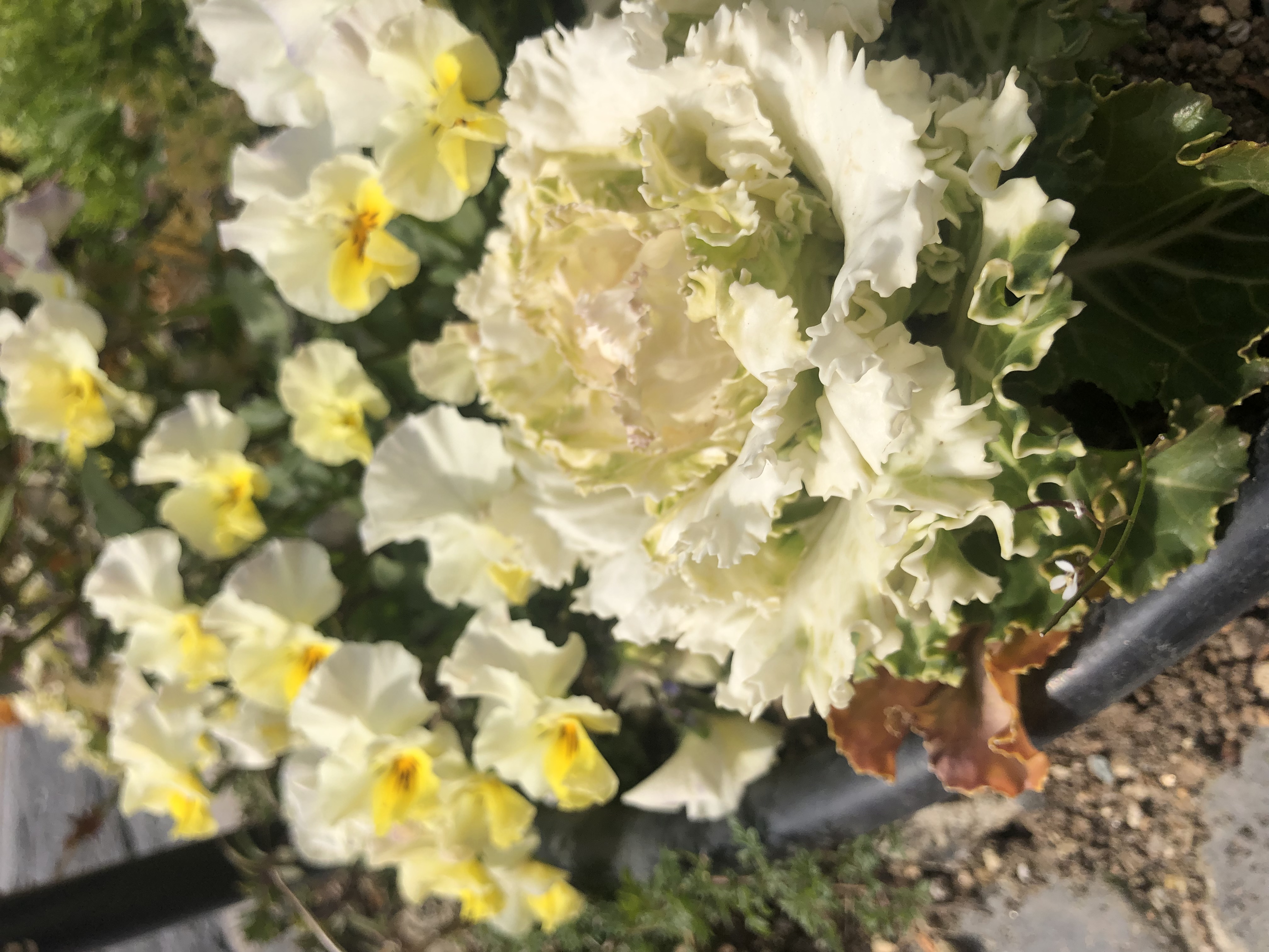 すっかり春