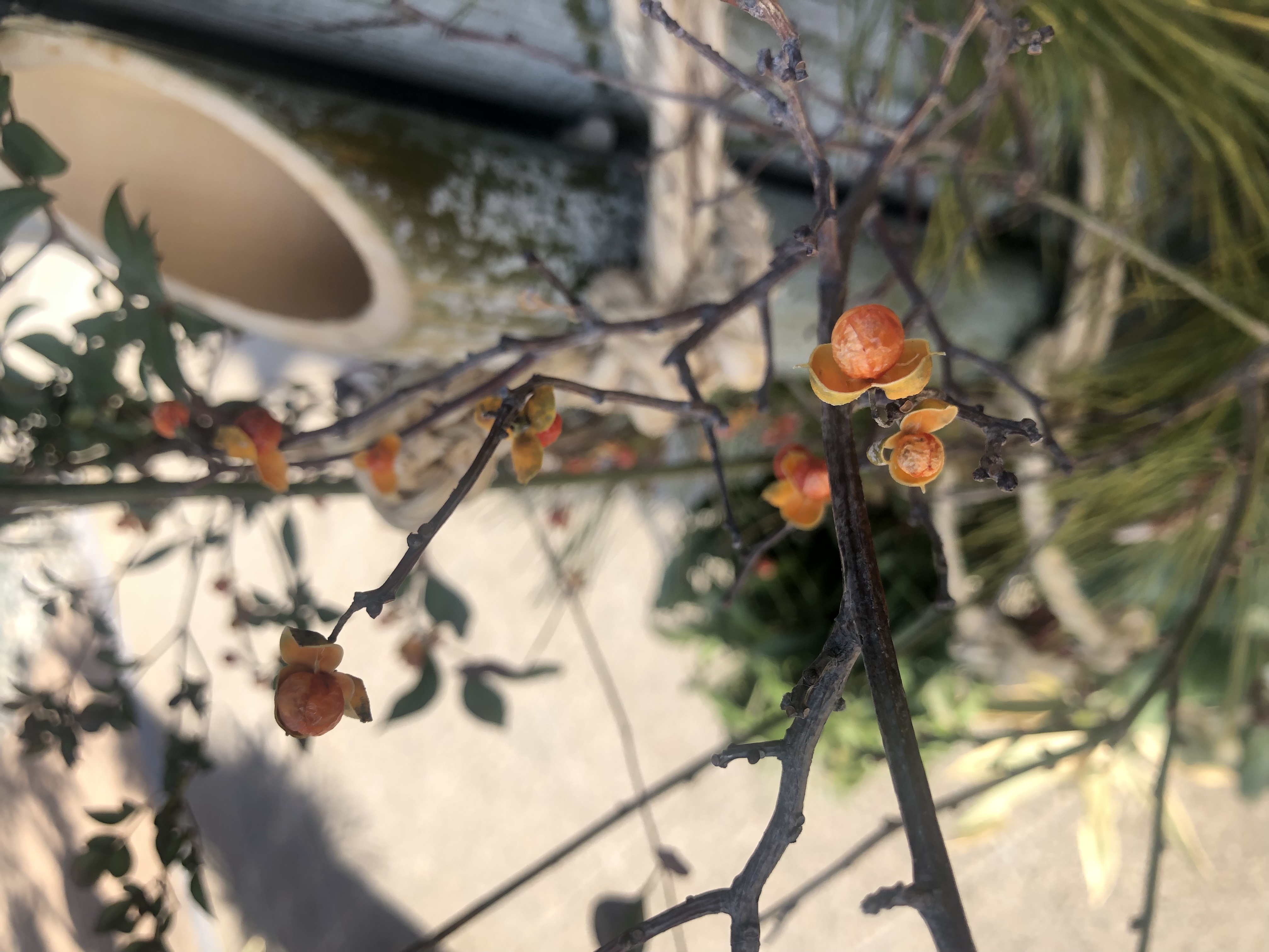 今年もよろしくお願いします。