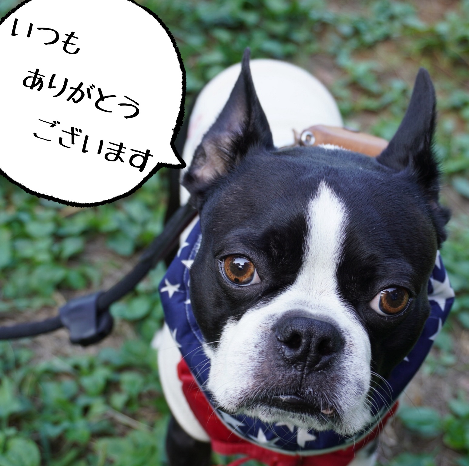 たくさんのご注文ありがとうございました♪＜ワンコの日キャンペーン＞