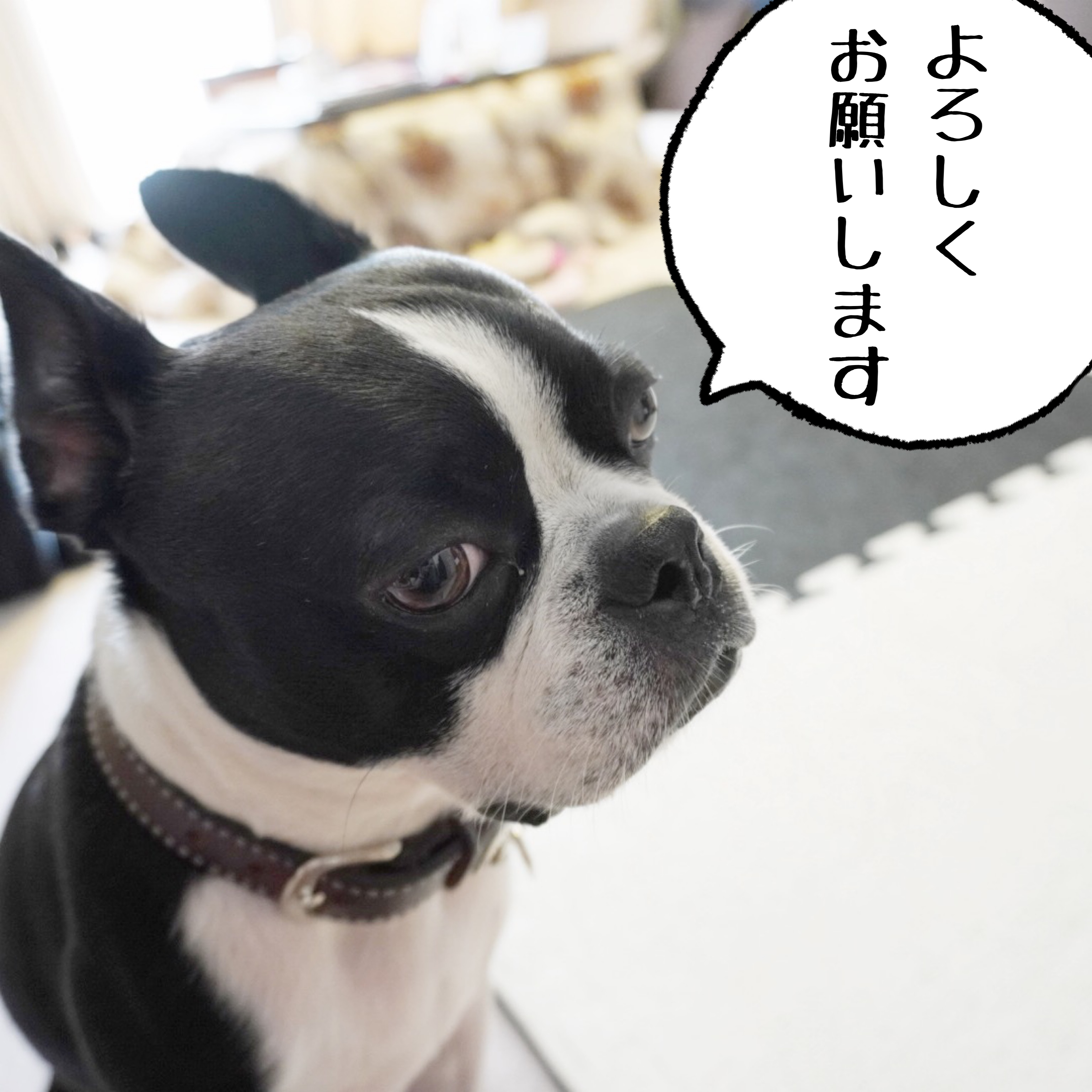 うし柄パーカーをご注文のお客様