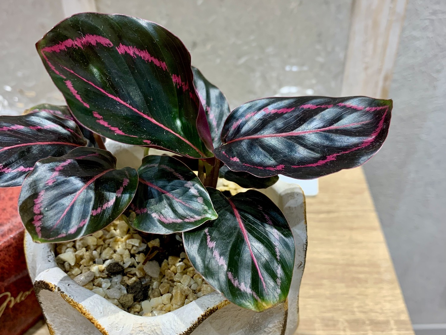 観葉植物入荷しました！