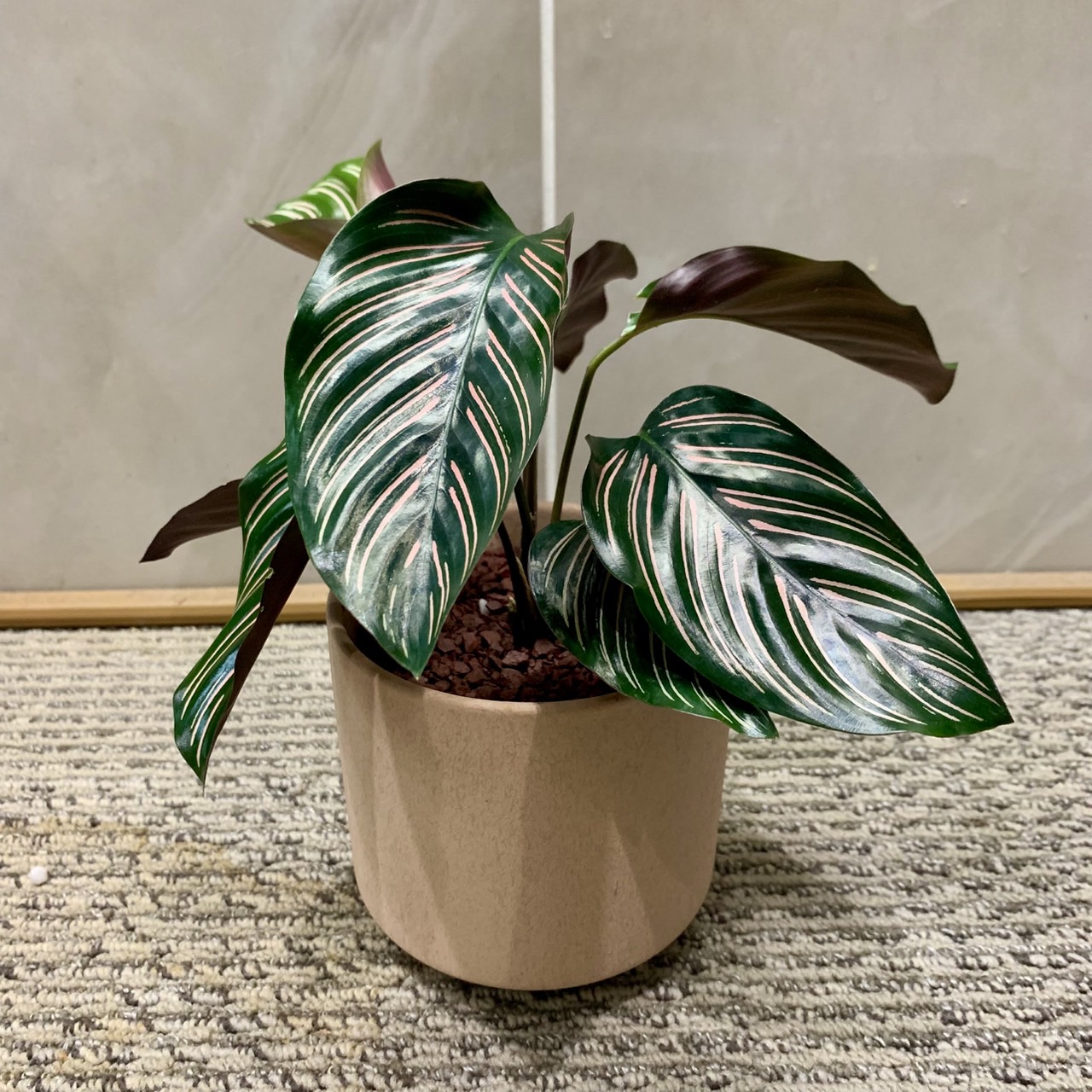 観葉植物入荷しました！