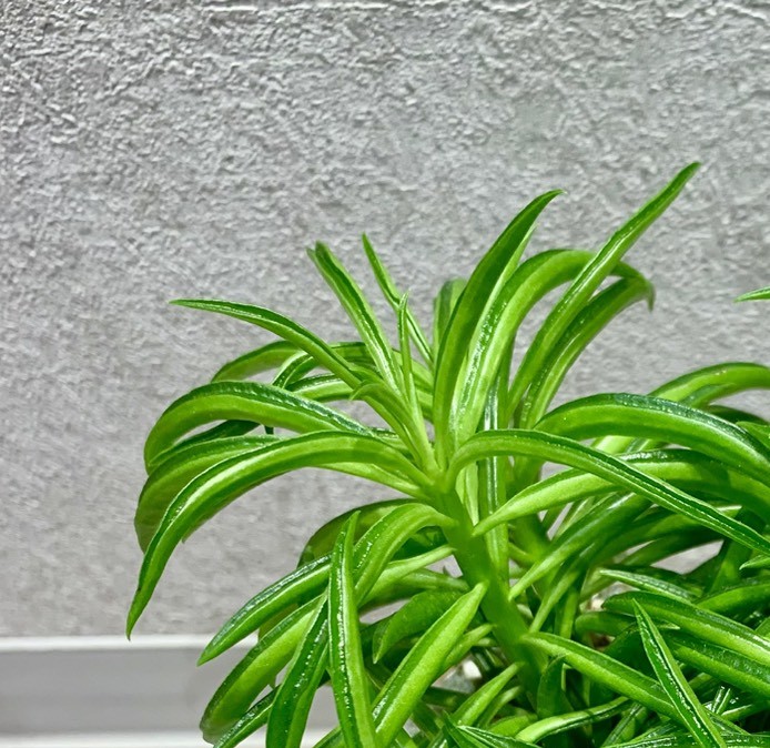 観葉植物入荷しました！