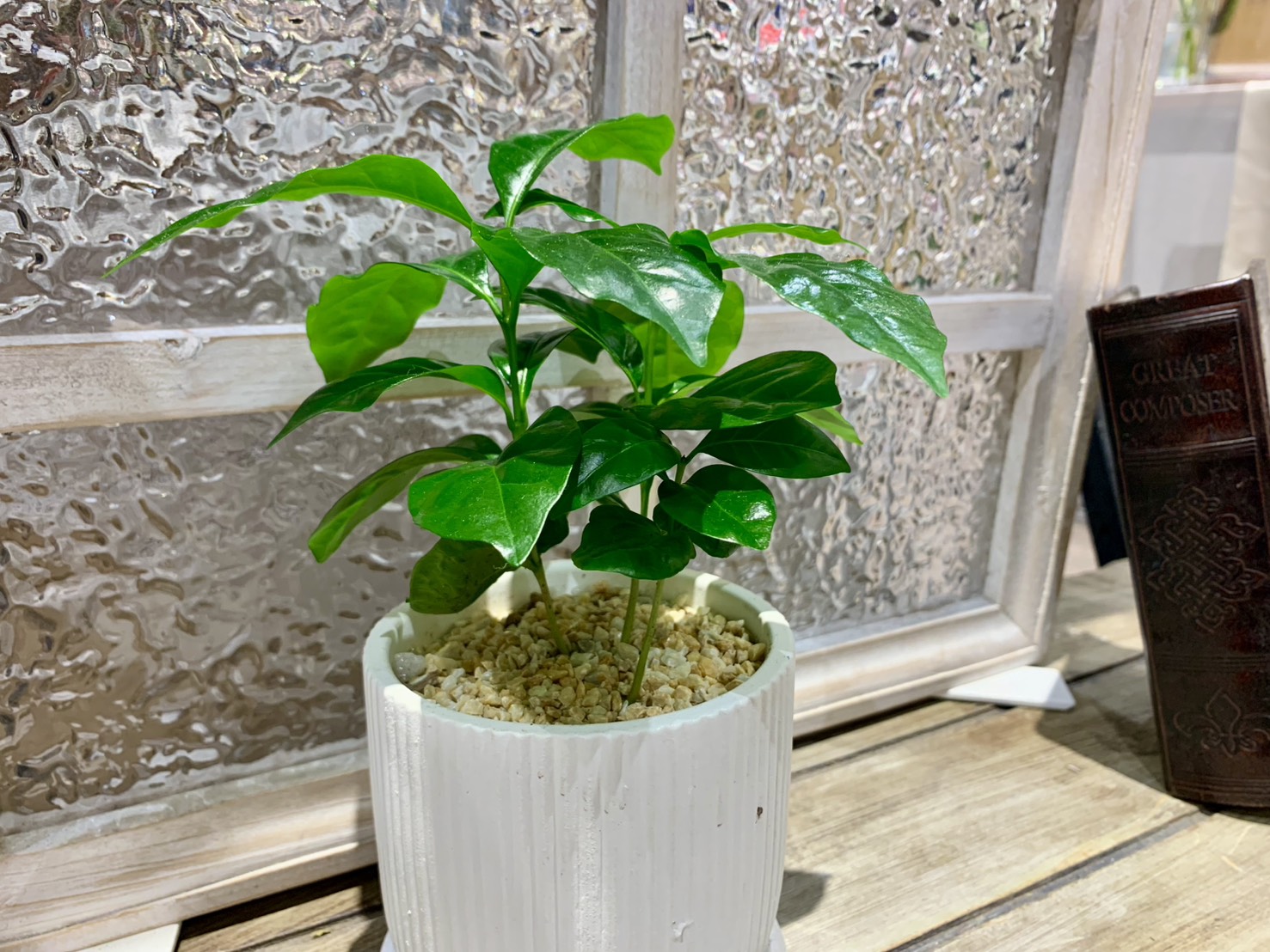 観葉植物入荷ししました！