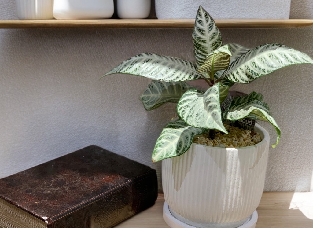 観葉植物入荷ししました！
