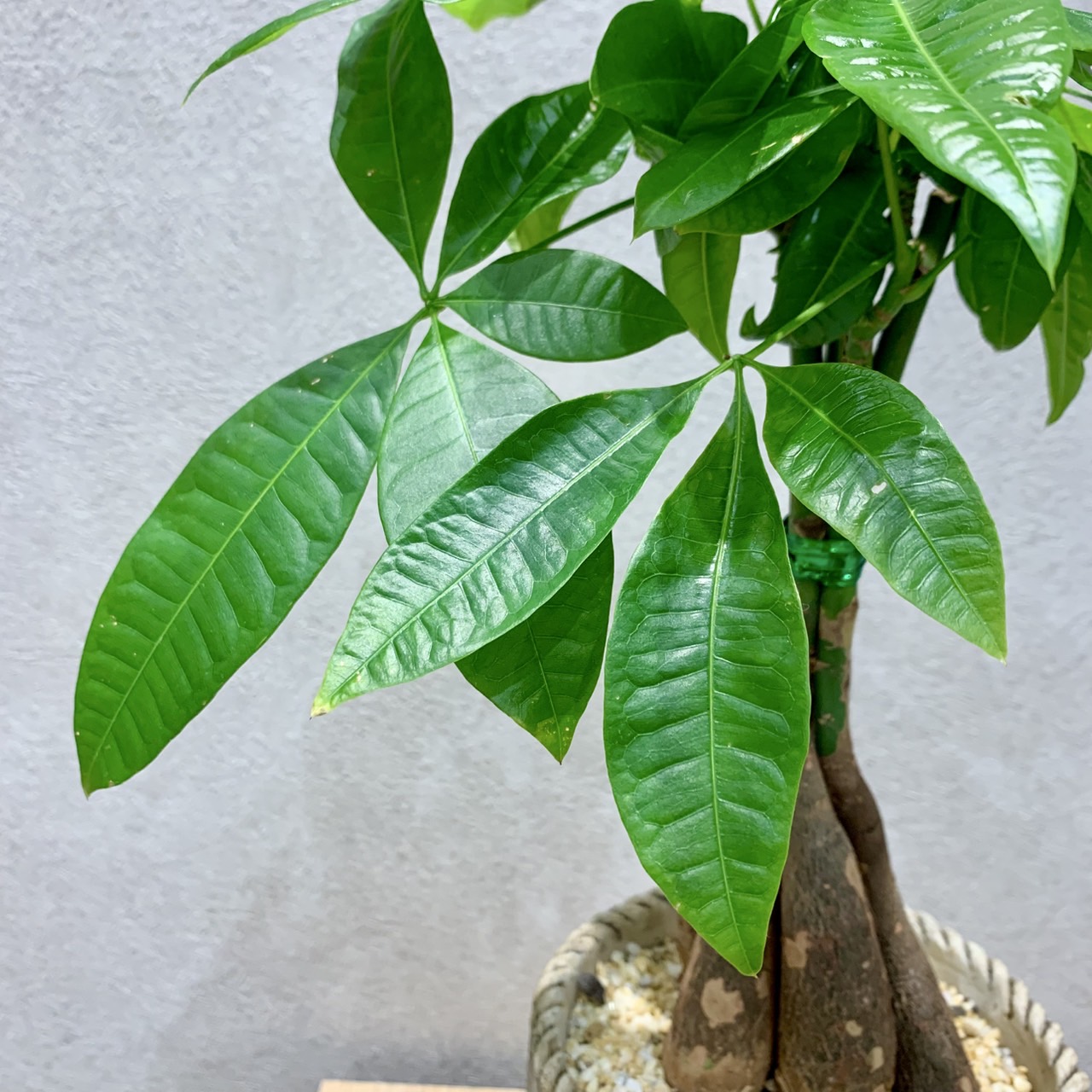 観葉植物入荷しました！