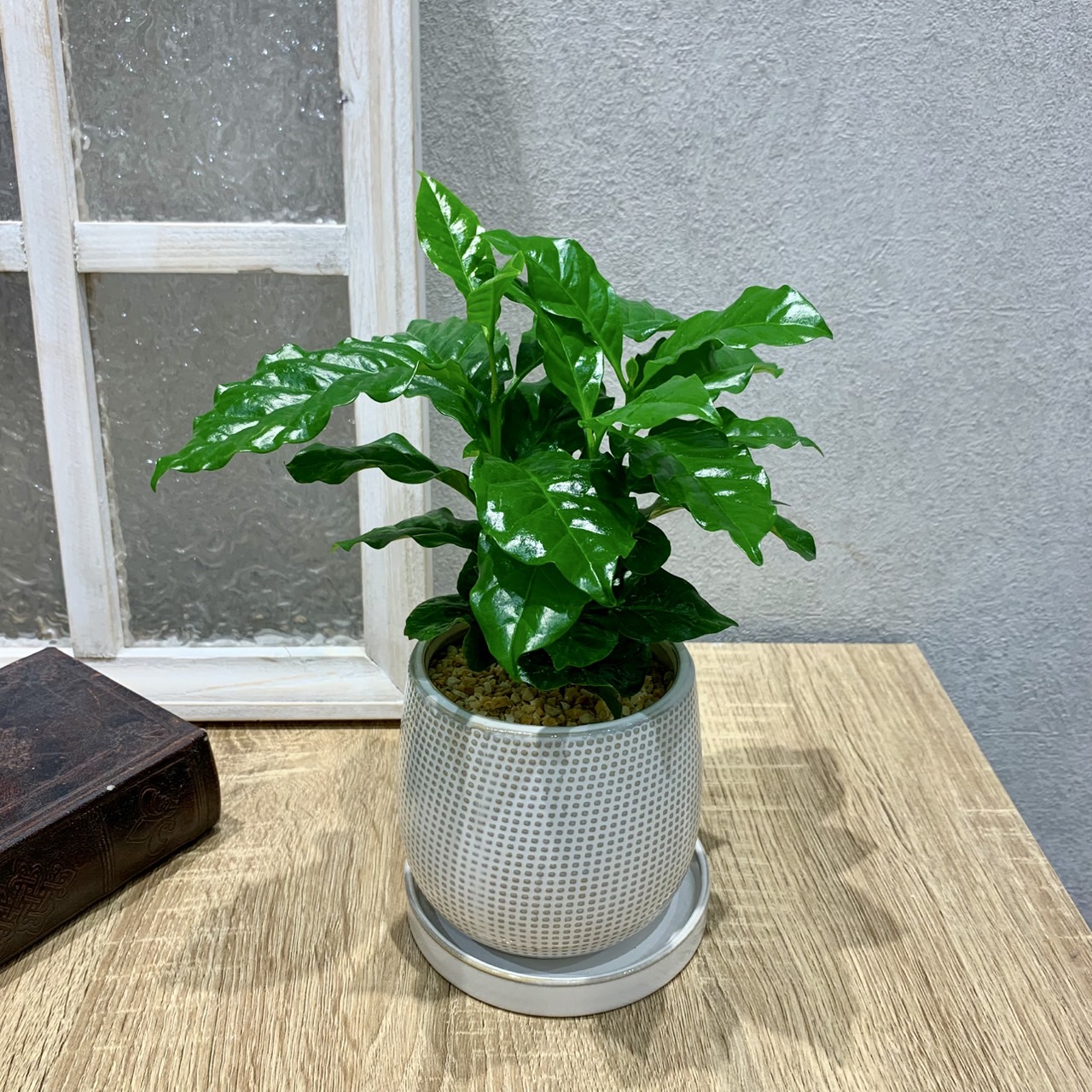 観葉植物入荷しました！