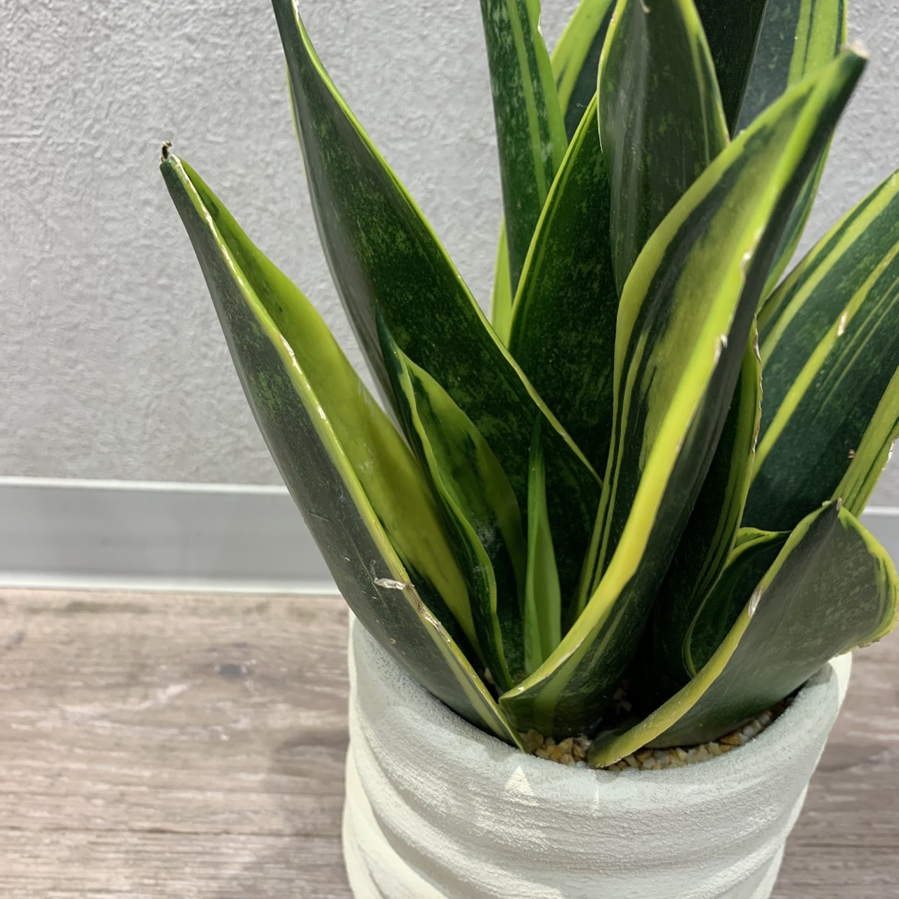 観葉植物入荷しました！