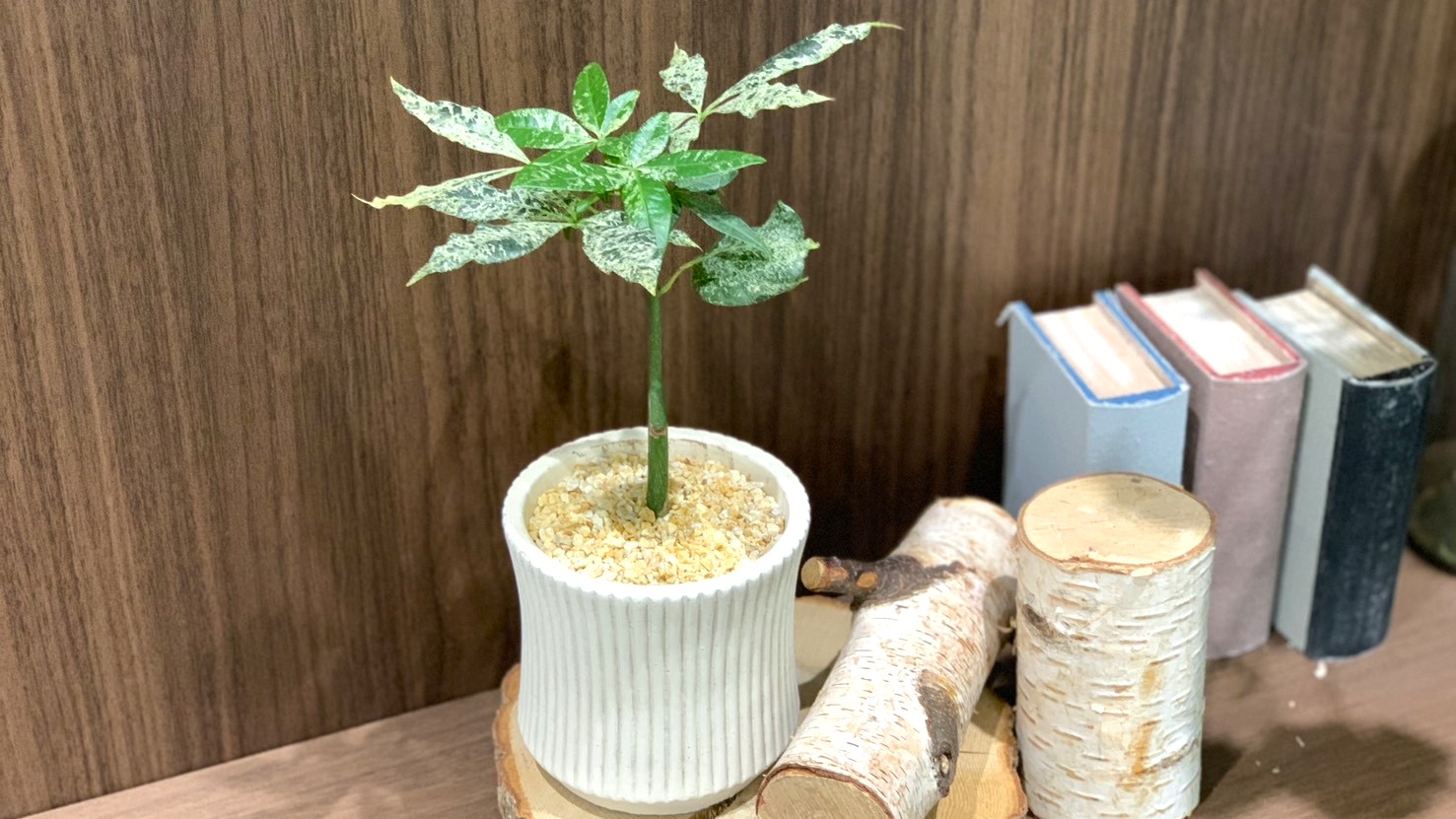 観葉植物入荷しました！