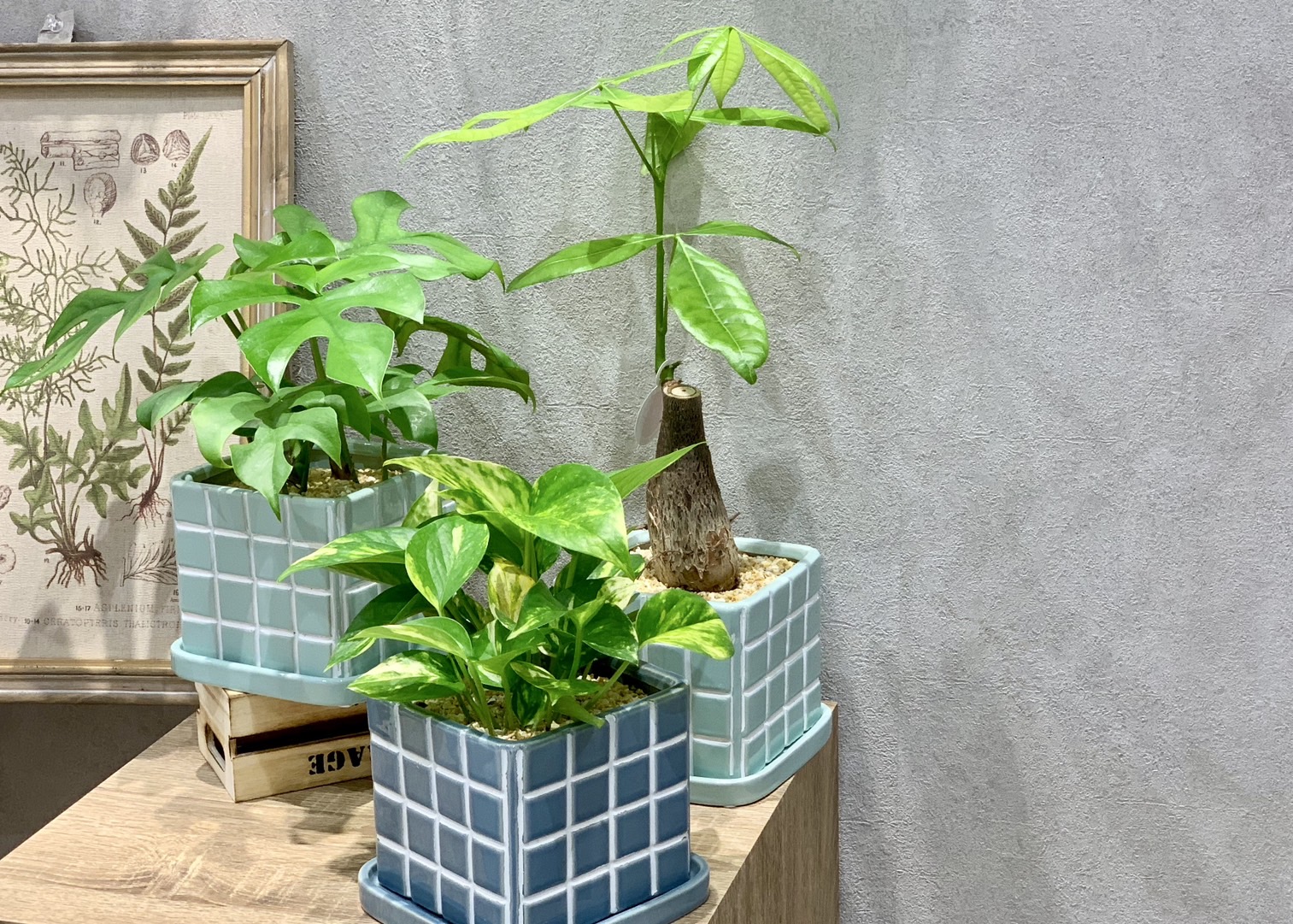 観葉植物入荷しました！