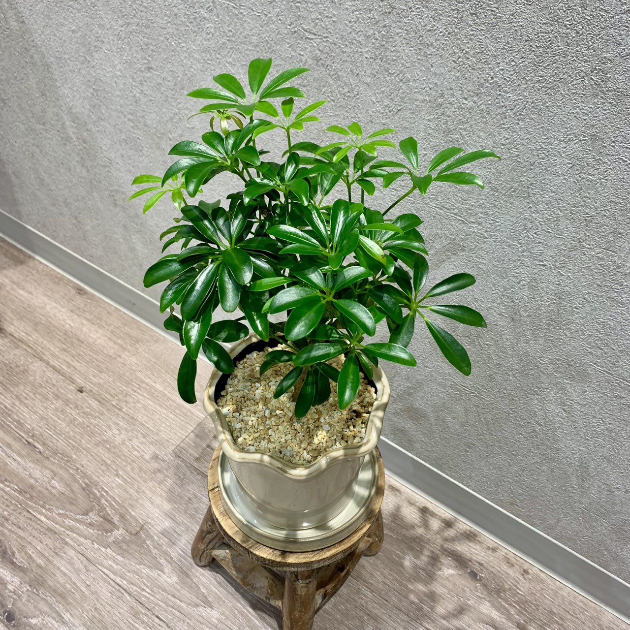 観葉植物入荷ししました！
