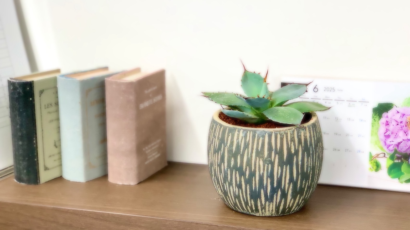 観葉植物入荷しました！