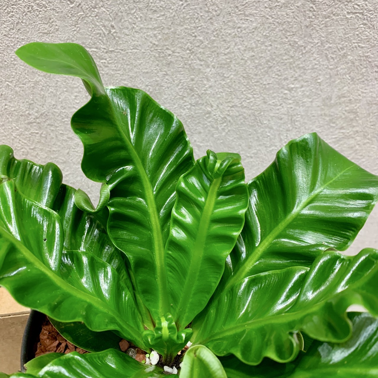 観葉植物入荷しました！