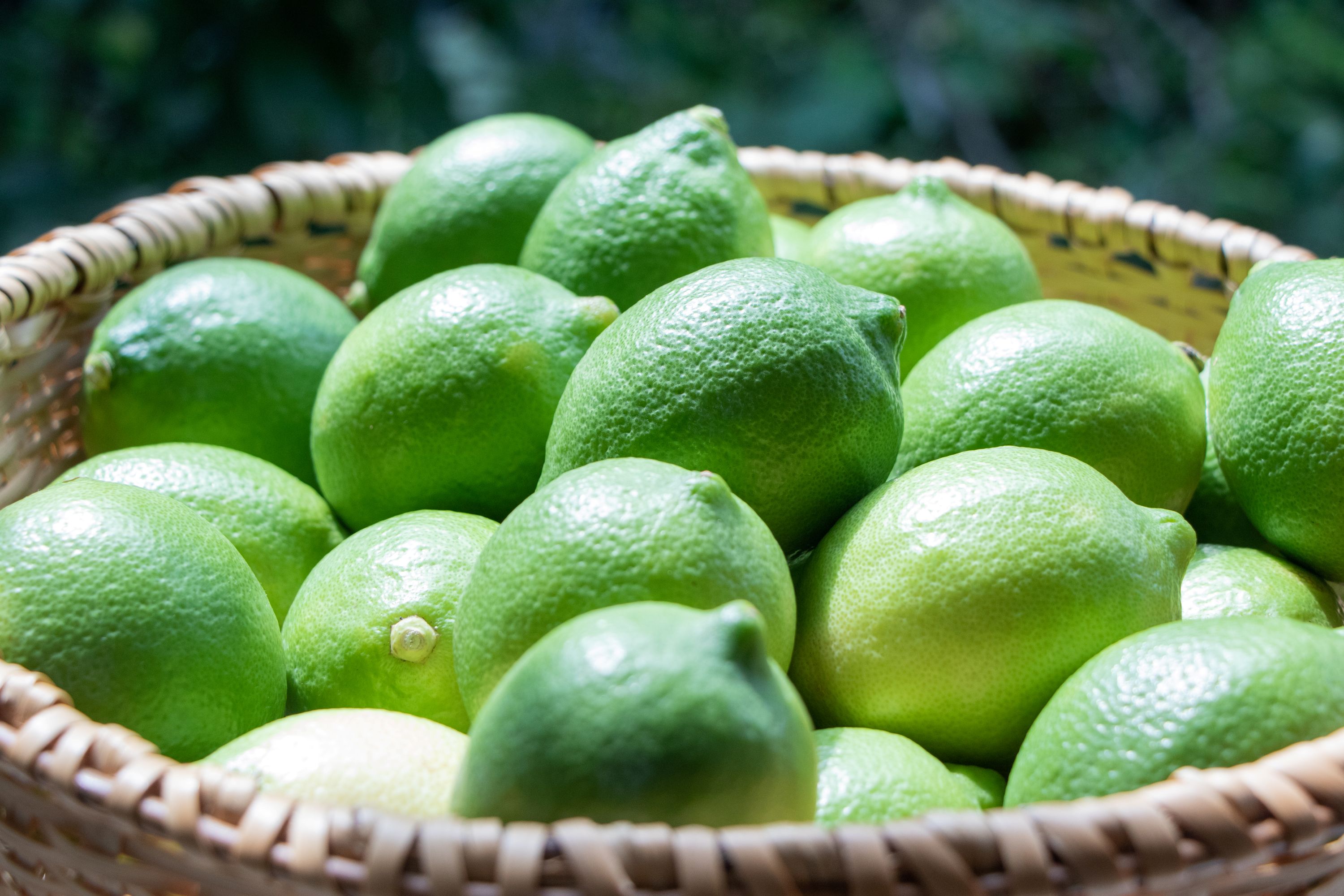 今年も大人気!「瀬戸田のグリーンレモンケーキ」