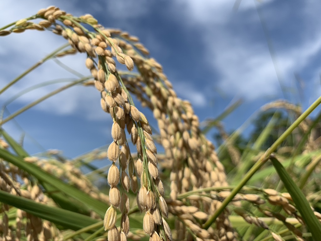 新米豊作！地域との結びつきが、おいしい米作りの秘訣。