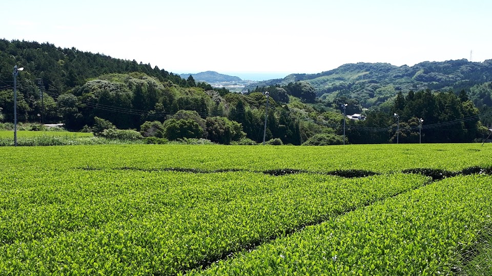 牧之原の茶畑から。たかつか園のお茶づくり