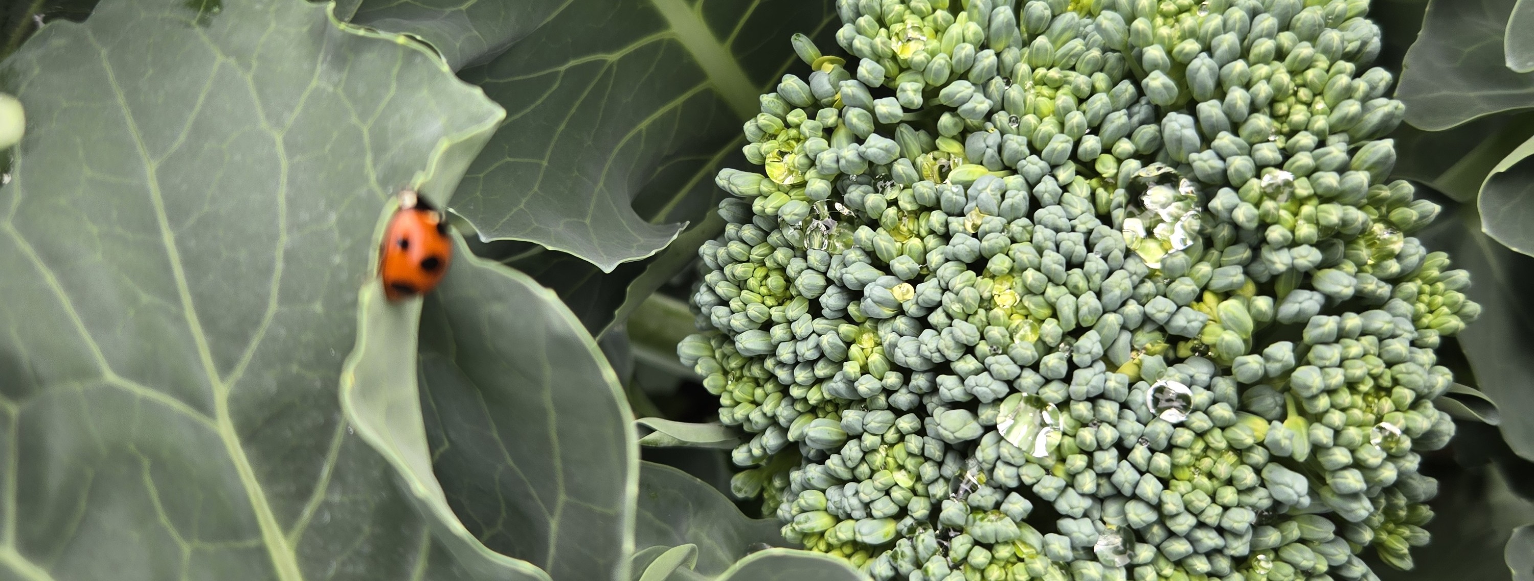 秋のスティックセニョール予約販売スタート!