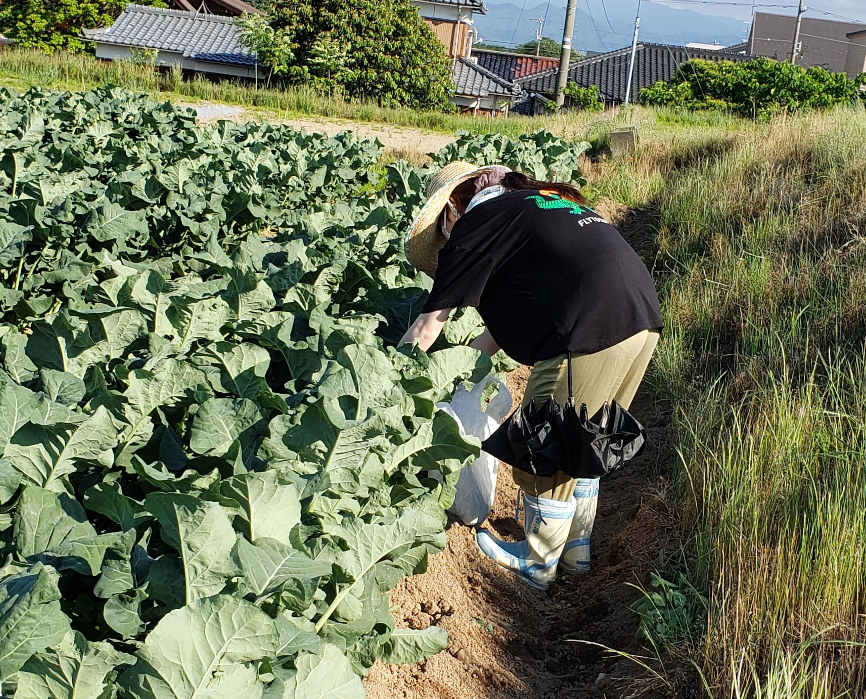 スティックセニョール頂花蕾！摘蕾作業！