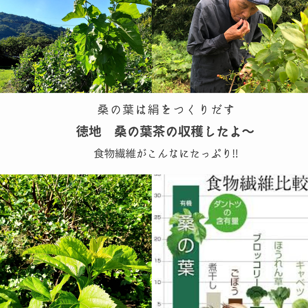 徳地のお茶収穫～桑の葉の茶摘みは初夏