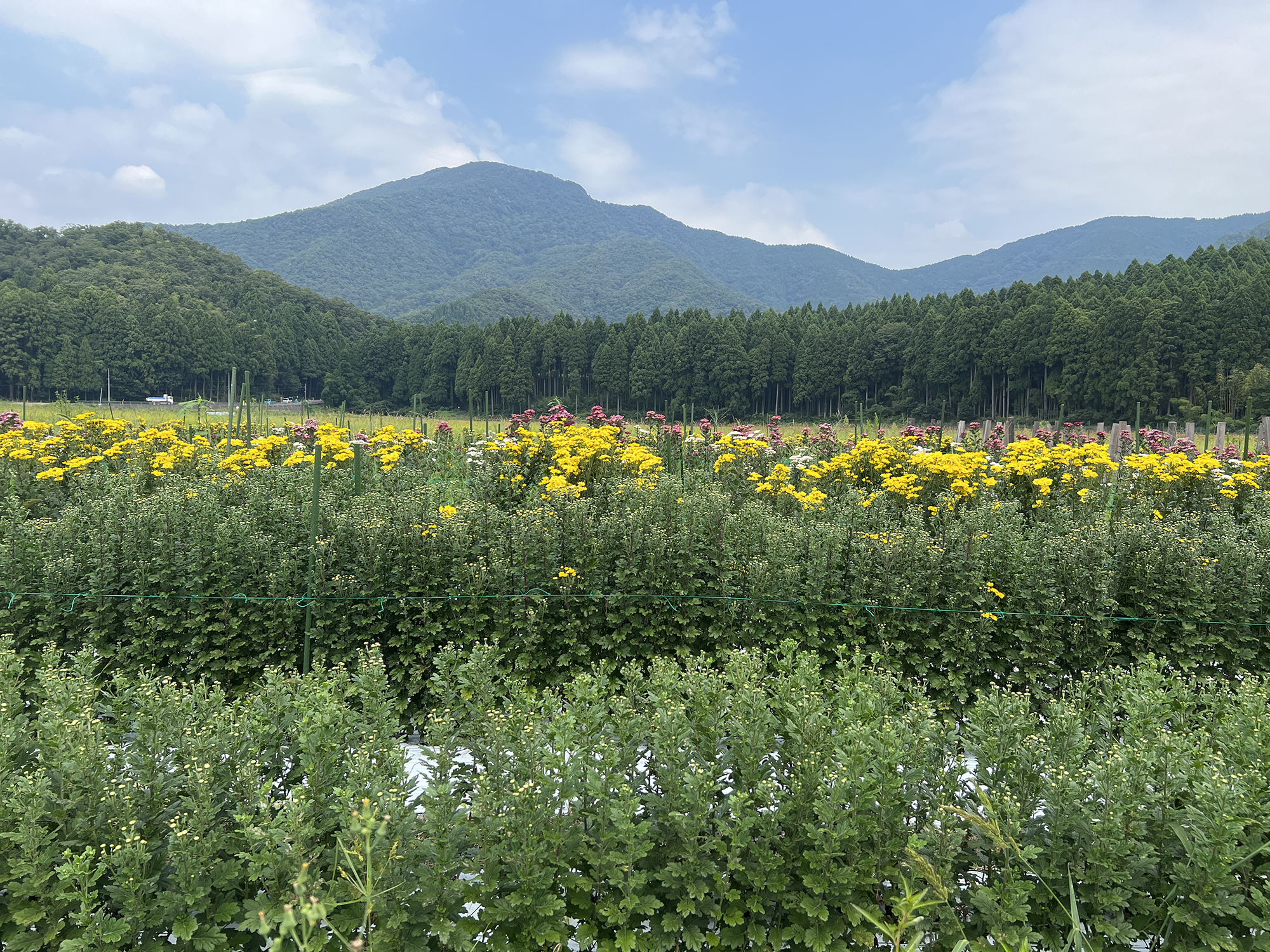 移住してきた先の里山で菊栽培〈福井県南条郡〉：野村フラワーフラワーさま