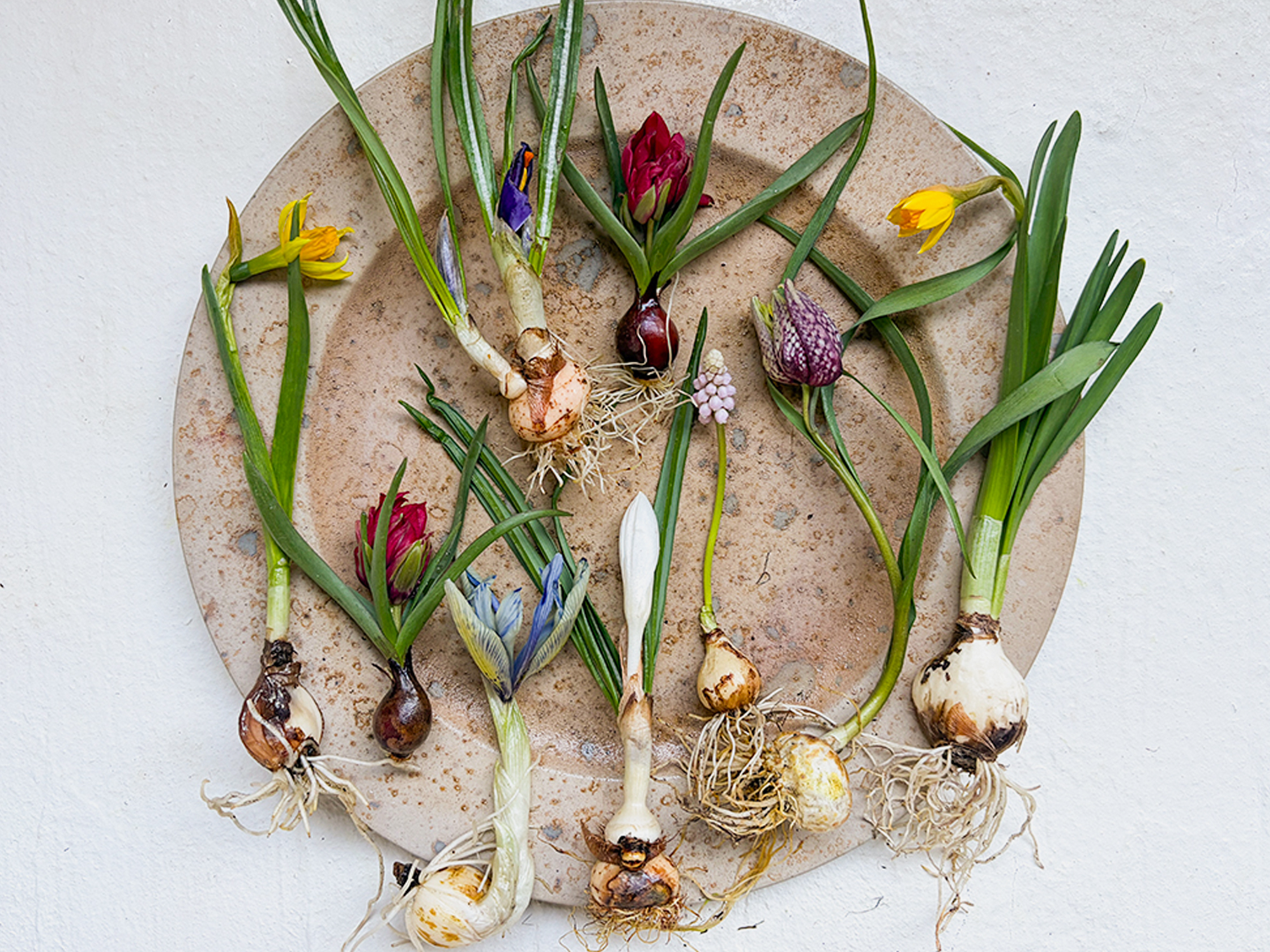 冬のお部屋に咲く小さな春たち。〈ワケあり〉花付きミニ球根：ファーマーズ オブ チューリップさま