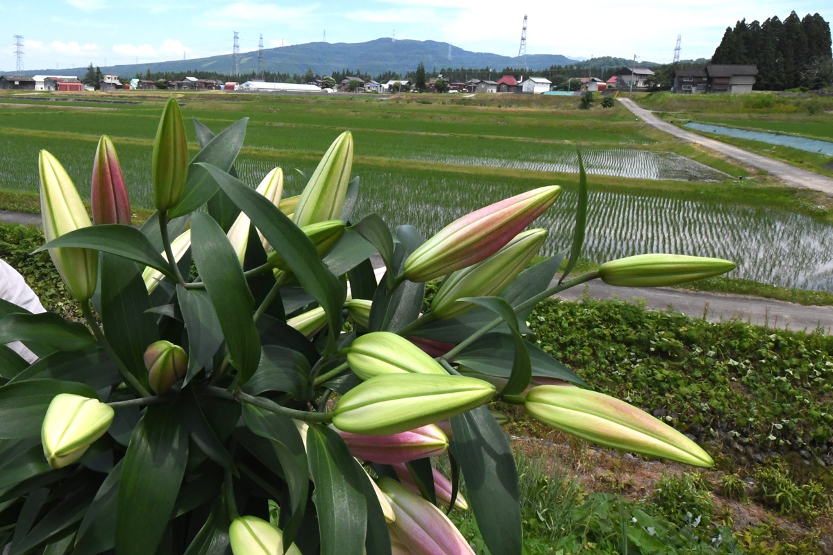 お花を通して北陸に元気を！！〈2024夏編〉新潟県津南町産：オリエンタルリリー