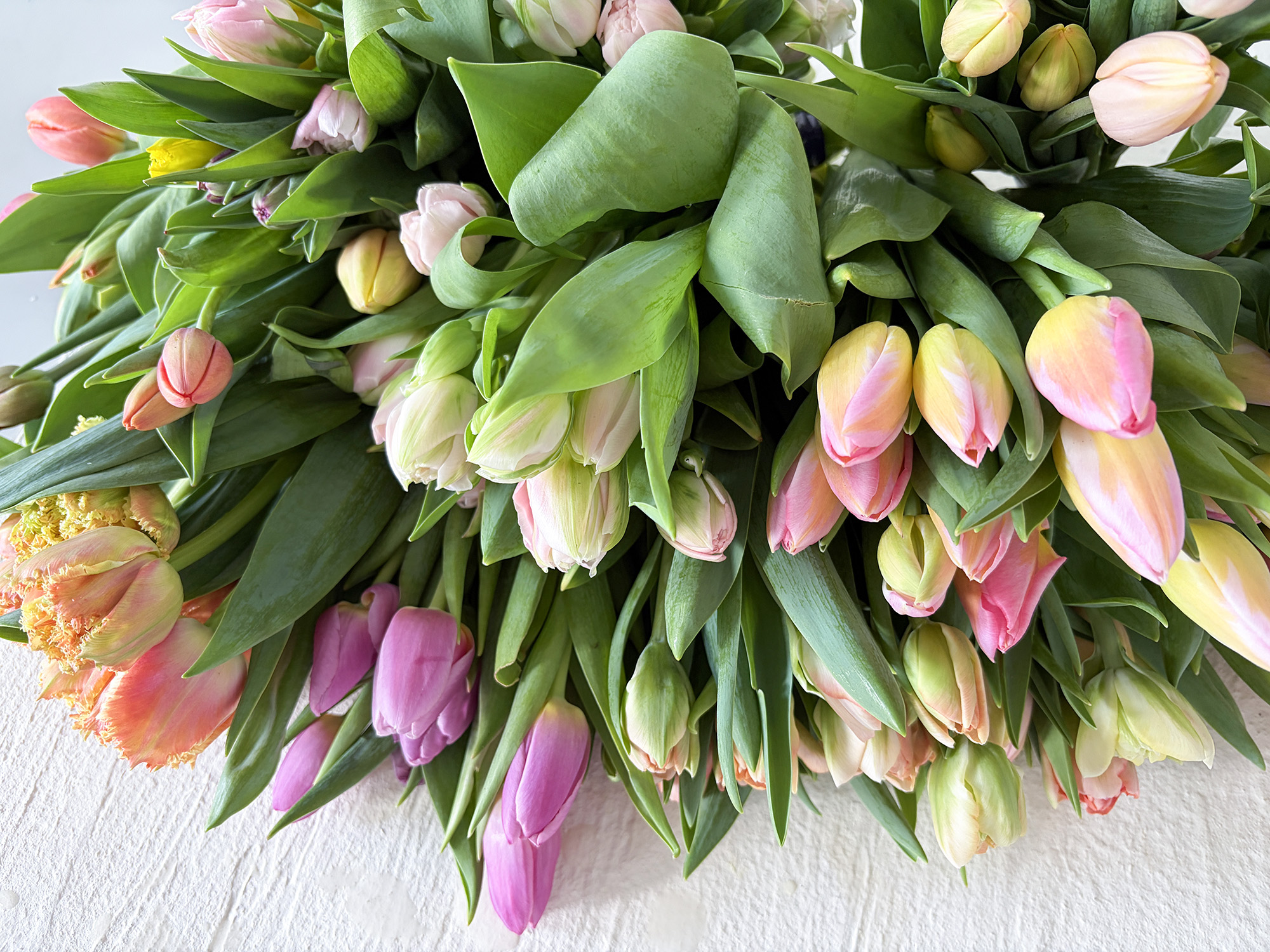 ショート丈のチューリップ：ファーマーズ オブ チューリップさま